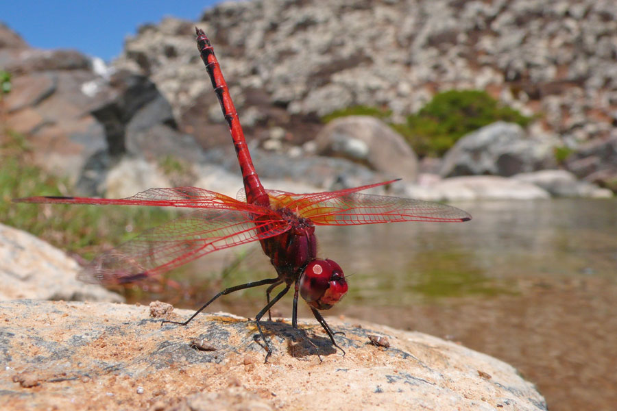 Trithemis arteriosa Robert Ketelaar