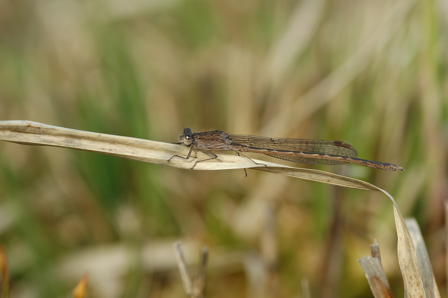 Sympecma paedisca 1 Noordse winterjuffer Vlinderstichting Jaap Bouwman Edit