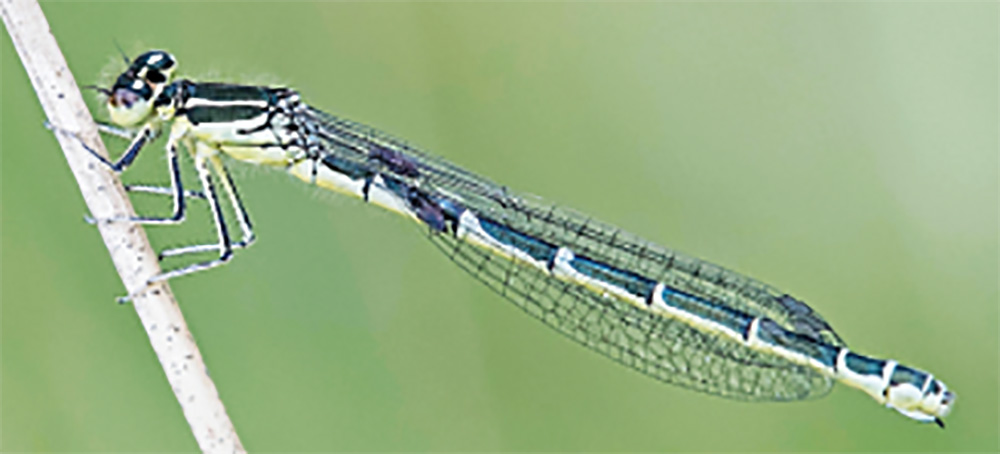  Coenagrion scitulu Robert Pieters 