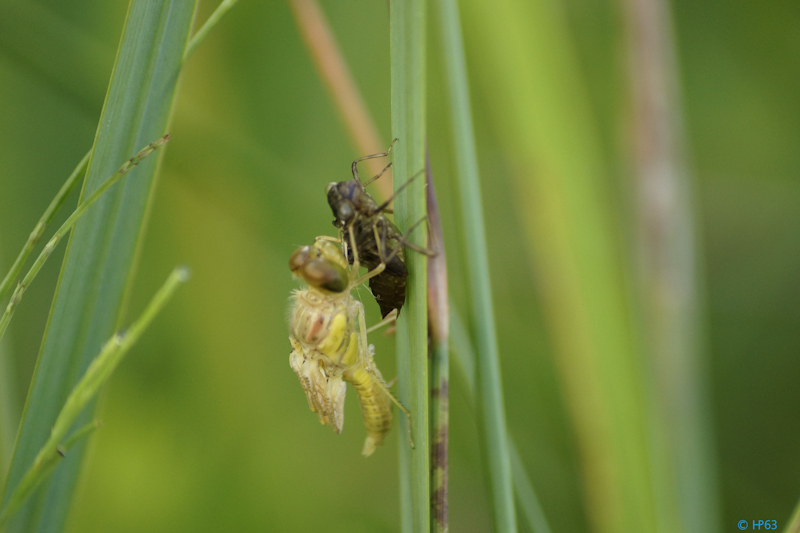  DSC4700 Bruinrode Heidelibel 25 7 2017