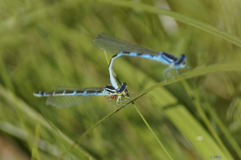  DSC4900 Gaffelwaterjuffer 2 7 2019 Etand de Lille Etalle