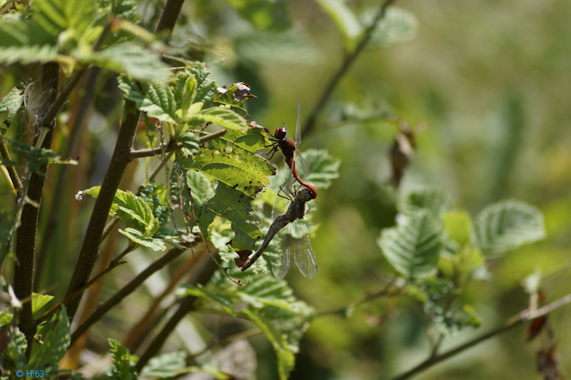  DSC7790 Bloedrode Heidelibel met Bruinrode Heidelibel 29 8 2017