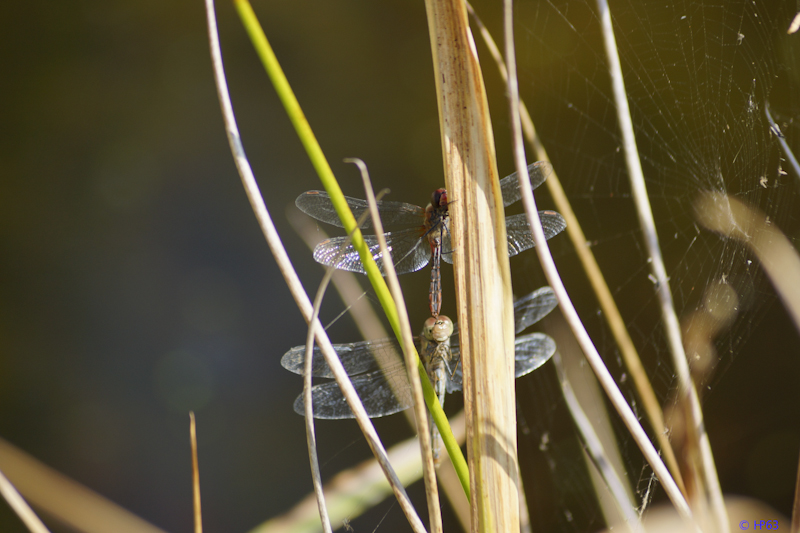  DSC7808 Bloedrode Heidelibel met Bruinrode Heidelibel 29 8 2017