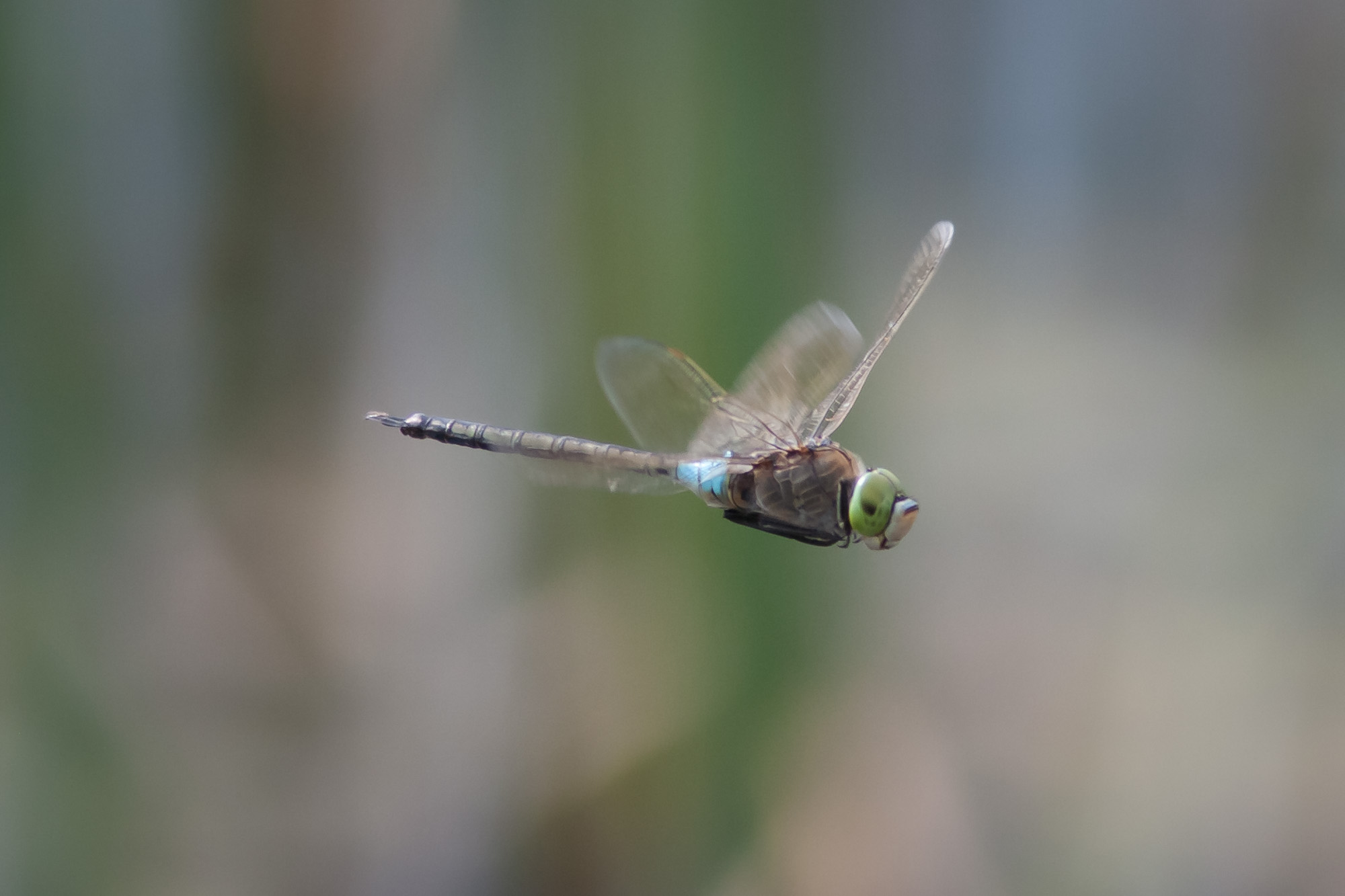 AnaxParthenopeMan