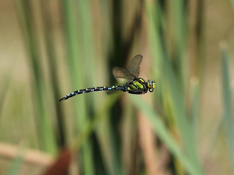 BlauweGlazenmaker DirkEysermans