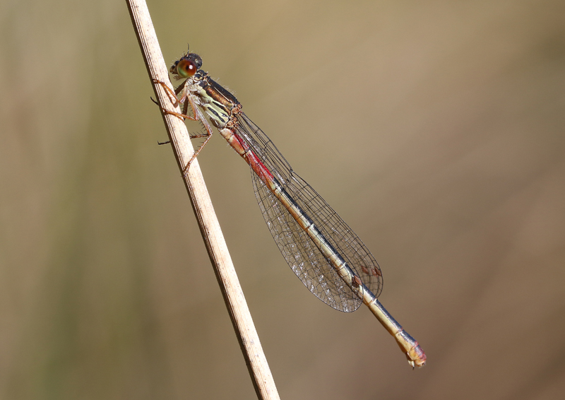 Ceriagrion tenellum female GDK 295A1851