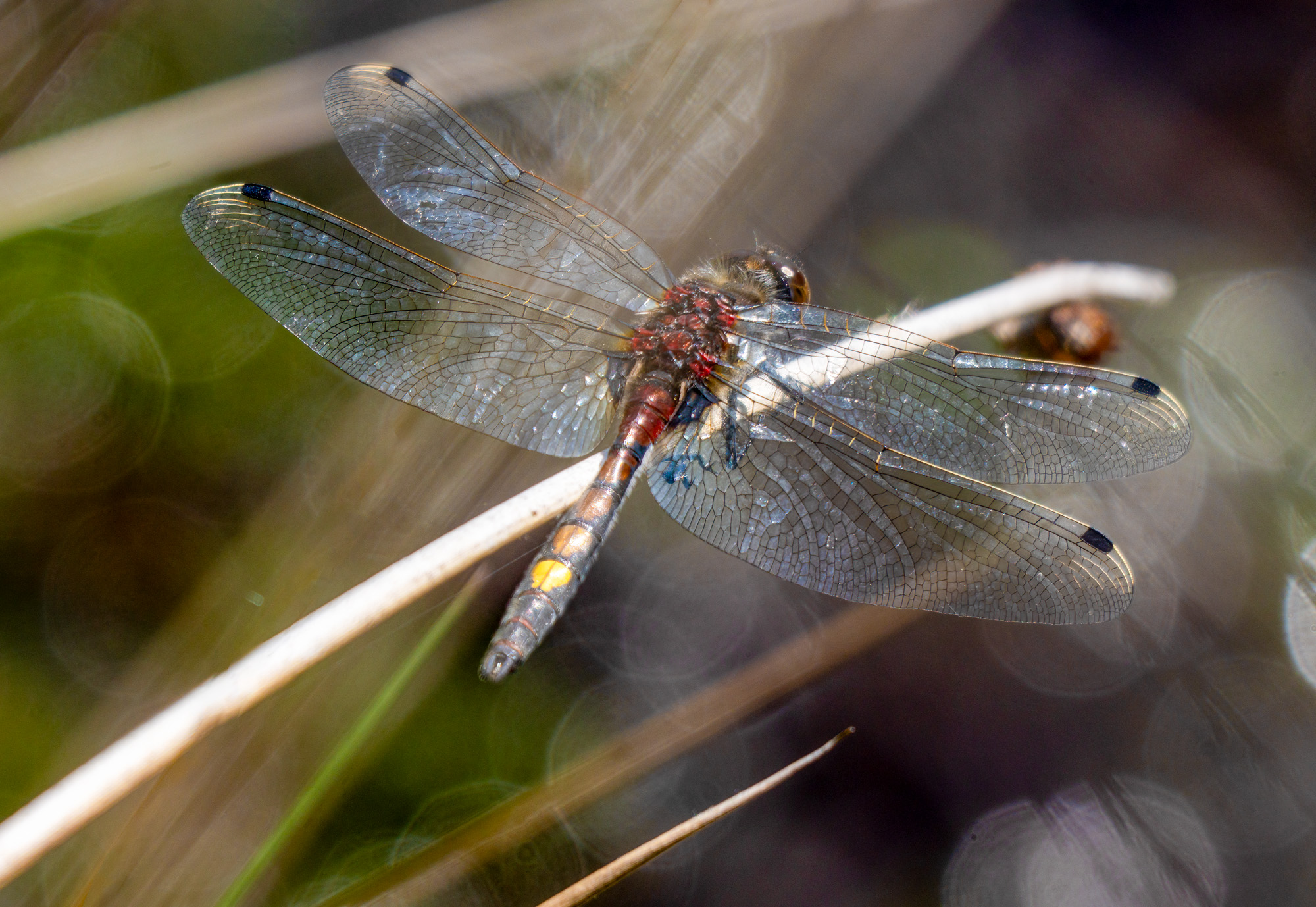 Leucorrhinia pectoralis Man