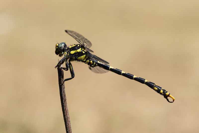 Onychogomphus uncatus kl 295A1084