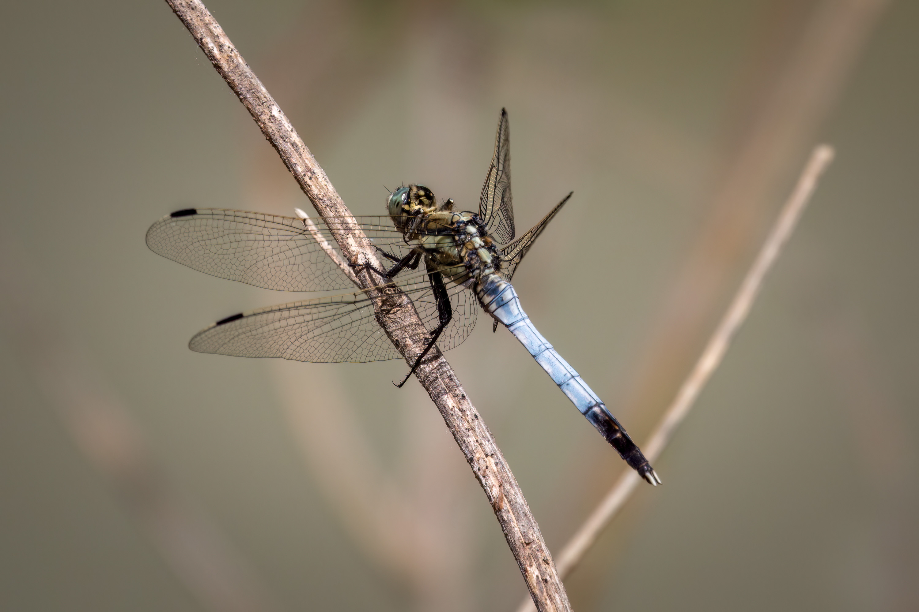 OrthetrumAlbistyllum MarkVM